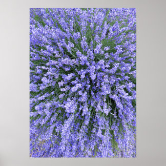 Pôster May Night Salvia