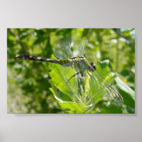 Mebourne Dragonfly