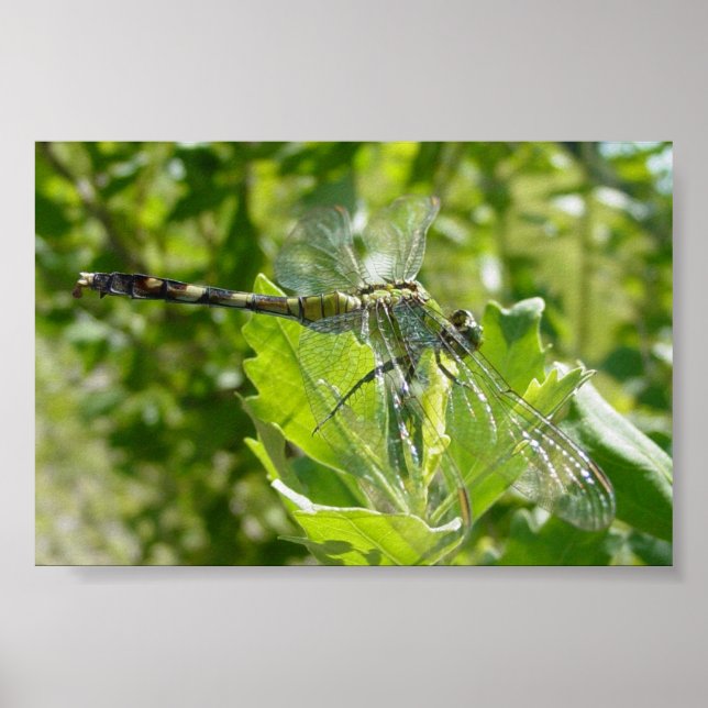 Pôster Mebourne Dragonfly (Frente)
