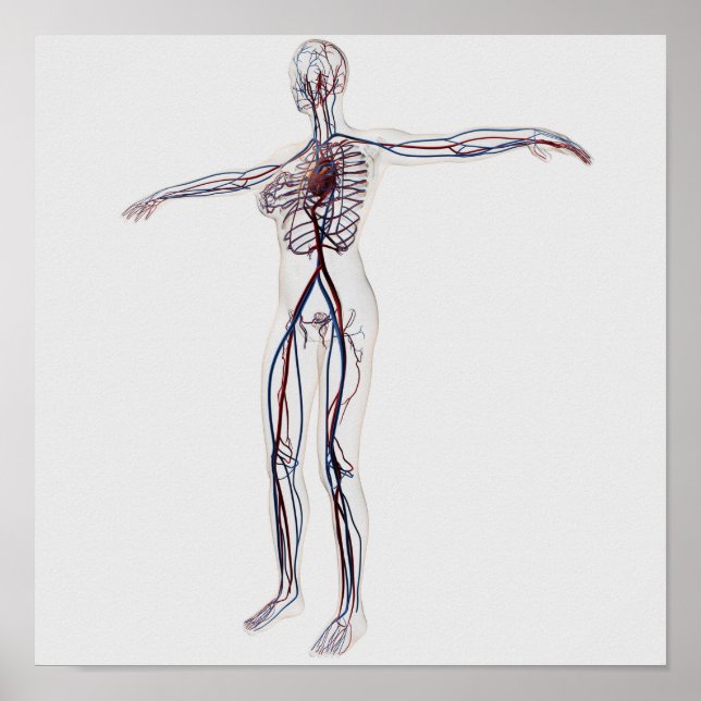 Poster Medical Illustration: Female Circulatory System 2 (Frente)