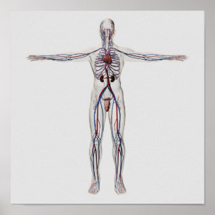 Pôster Medical Illustration: Male Reproductive System 1