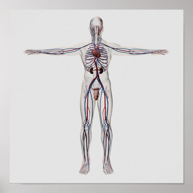 Pôster Medical Illustration: Male Reproductive System 1 (Frente)