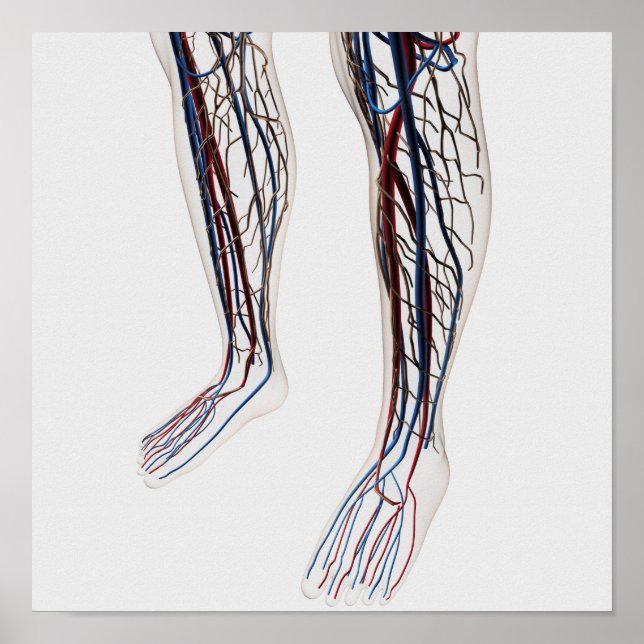 Poster Medical Illustration Of Arteries 3 (Frente)