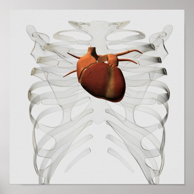 Pôster Medical Illustration Of Human Heart And Rib Cage (Frente)