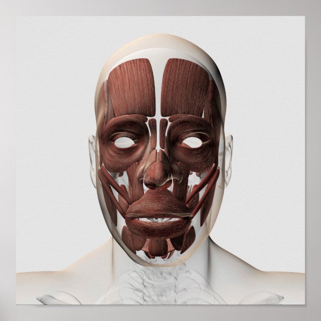 Pôster Medical Illustration Of Male Facial Muscles (Frente)