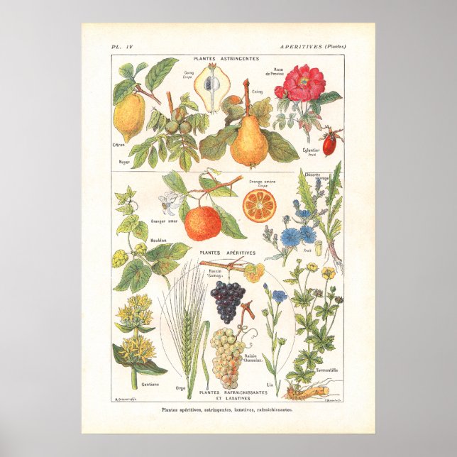 Pôster Medicinal Plants Refreshing Print in French (Frente)