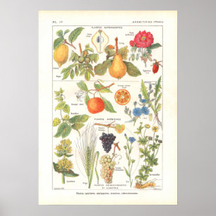 Pôster Medicinal Plants Refreshing Print in French