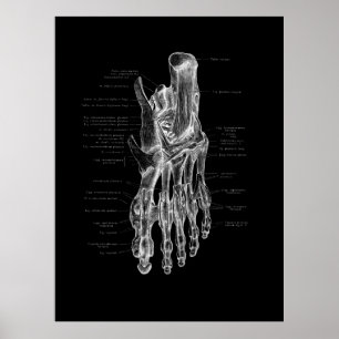 Poster Médico do Podiatra da Anatomia dos Pés