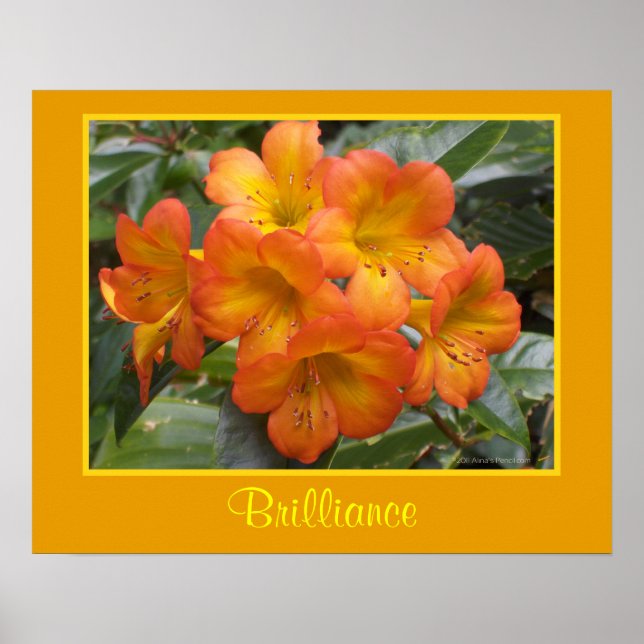 Pôster Meditação Brilliance Zen Flores Laranja Foto (Frente)
