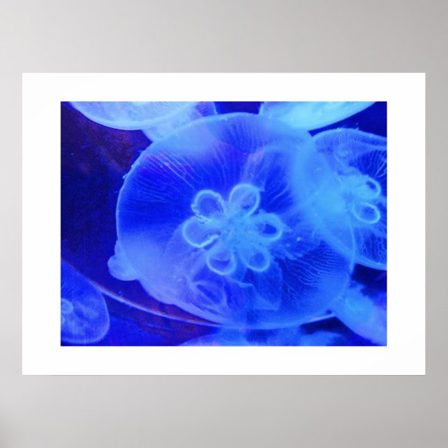 Poster medusa (Frente)