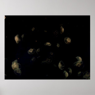 Pôster medusa branca