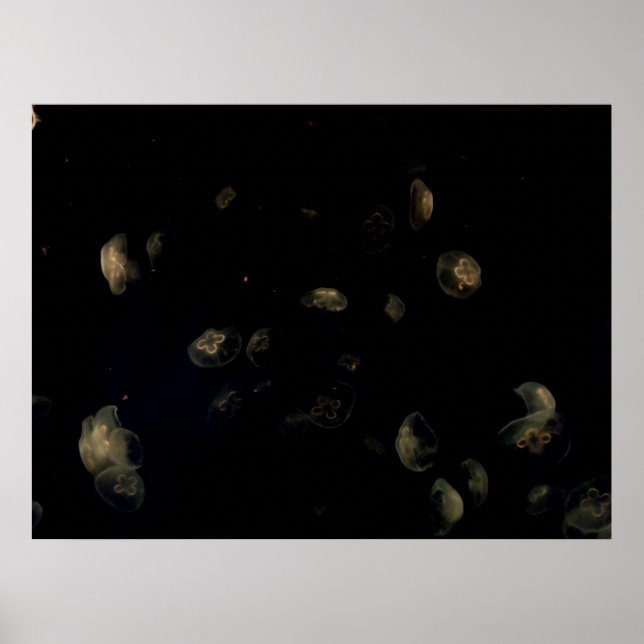 Pôster medusa branca (Frente)