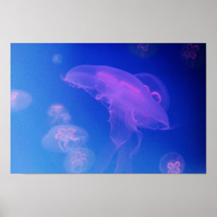 Pôster Medusa cor-de-rosa na água azul