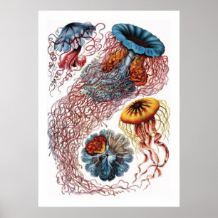 Poster Medusa de Ernst Haeckel