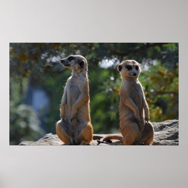 Poster Meercat (Frente)