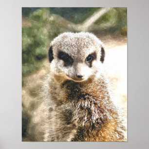PÔSTER MEERKAT