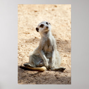 Pôster Meerkat