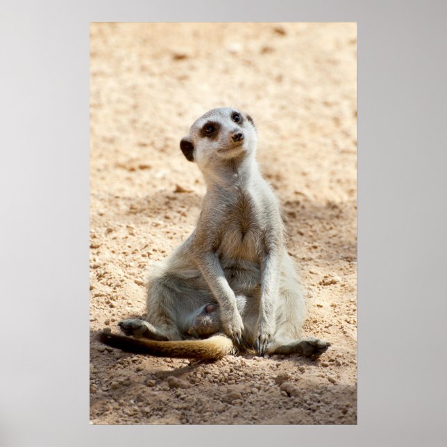 Pôster Meerkat (Frente)