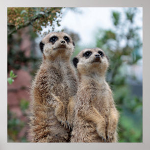 Pôster Meerkat 013