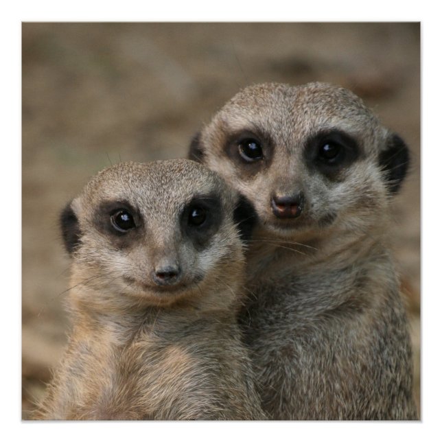 Pôster Meerkat 098 (Frente)