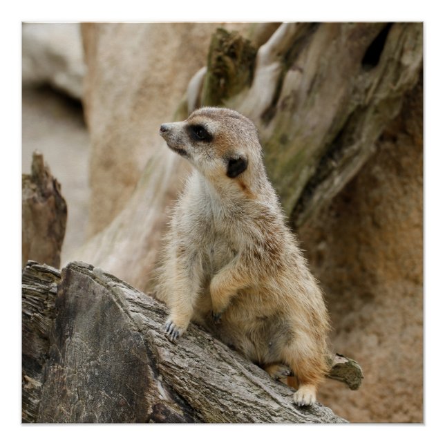 Pôster Meerkat 2014-1001 (Frente)