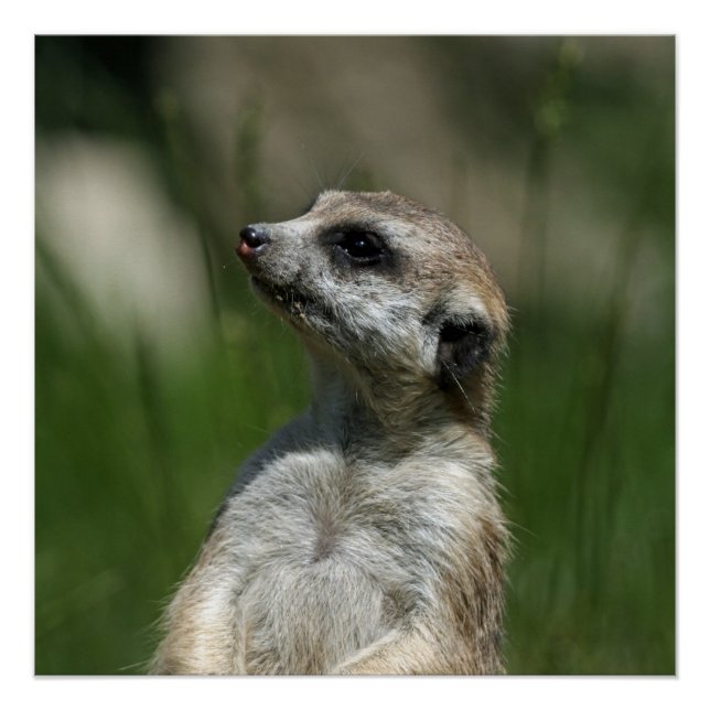 Pôster Meerkat_2014_1006 (Frente)