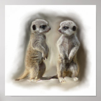 Poster Meerkat baby twins