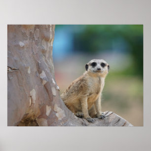Poster Meerkat bonito na árvore