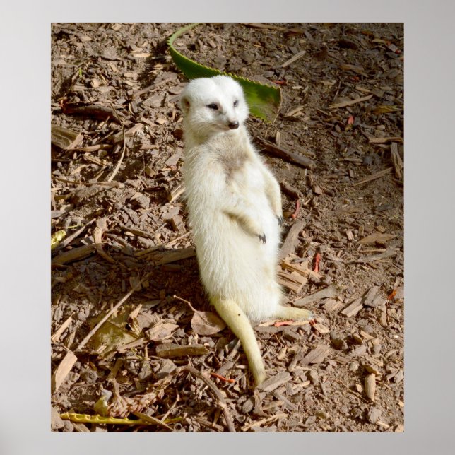 Poster Meerkat Branco Em Pé No Sol, (Frente)