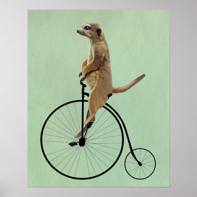 Pôster Meerkat em Black Penny Farthing (Frente)