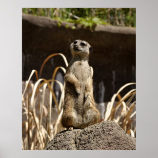 Pôster Meerkat Poser