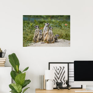Poster Meerkats