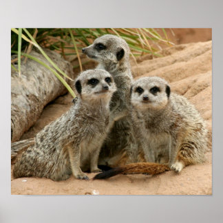 Pôster Meerkats na vigia