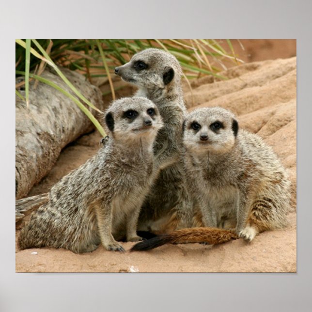 Pôster Meerkats na vigia (Frente)