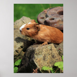 Poster Meerschweinchen
