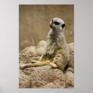 Pôster Meetkat Posterq