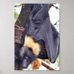 Poster Megabat de Mariana