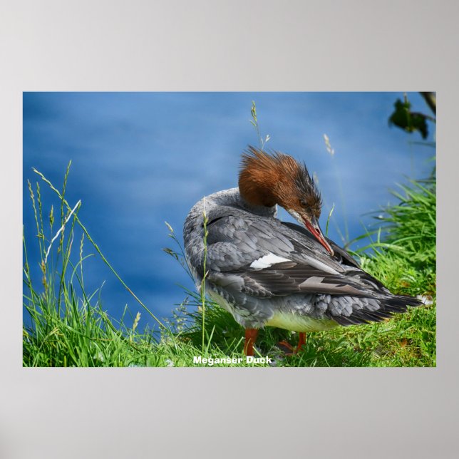 Poster Meganser Duck (Frente)