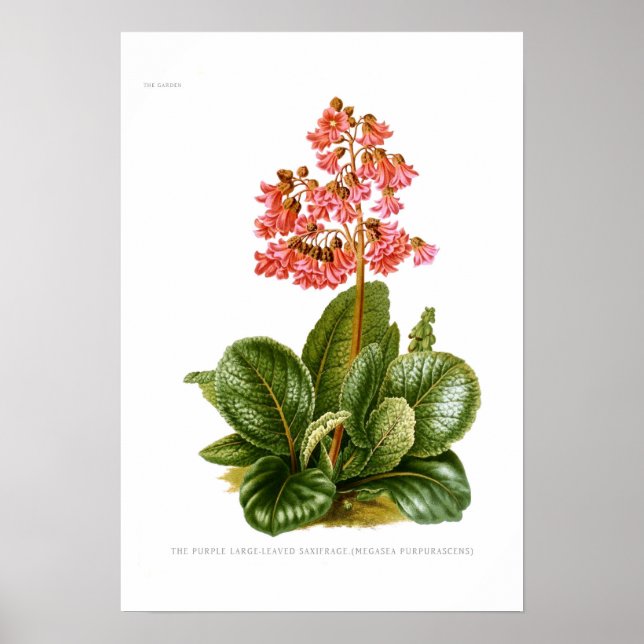 Poster Megasea purascens (saxifragem roxa) (Frente)