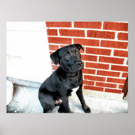 Pôster Meia-noite faz uma pose para a câmera