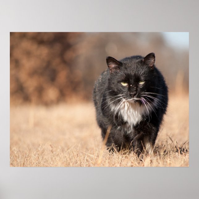 Pôster Meia Parecendo Suave (Frente)