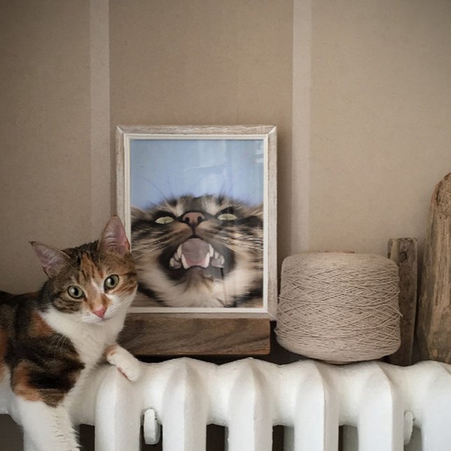 Poster Meia Plainosa De Uma Pintura Em Acrílico De Gato D (Criador carregado)