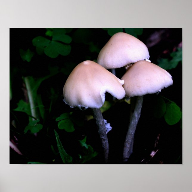 Poster Meio-Noite Mushroom Nature (Frente)
