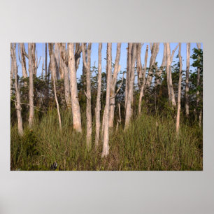 Poster Melaleuca Trees em Everglades