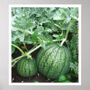 Pôster Melancia com Melões Pequenos no Jardim