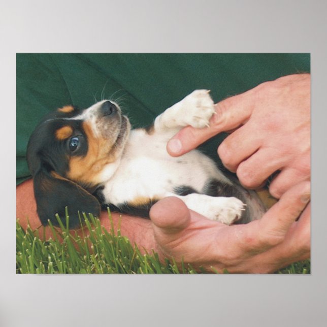 Pôster Melhor Amigo do Homem (Frente)