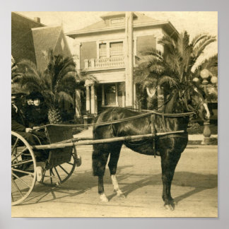 Pôster Melhor Domingo