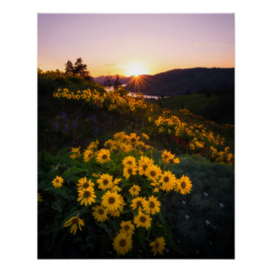 Pôster Melhor Foto Girassol Amarelo