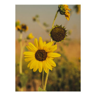Pôster Melhor Foto Girassol Amarelo