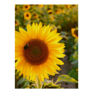 Pôster Melhor Foto Girassol Amarelo